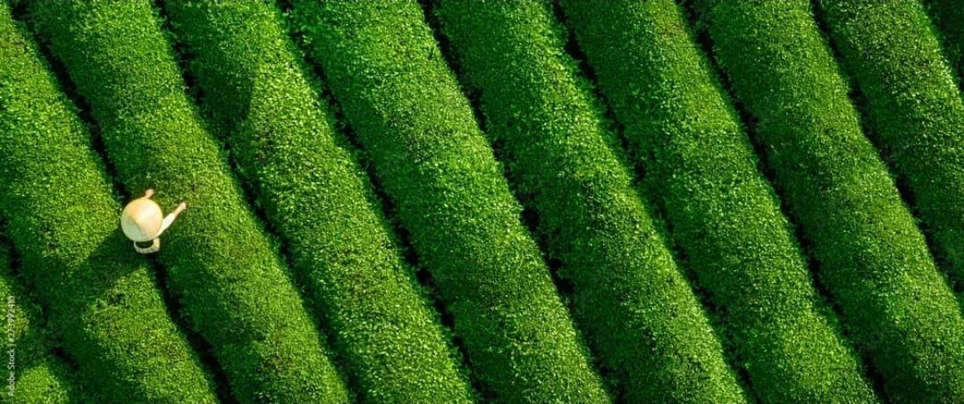 Tea field representing carefully sourced tea leaves